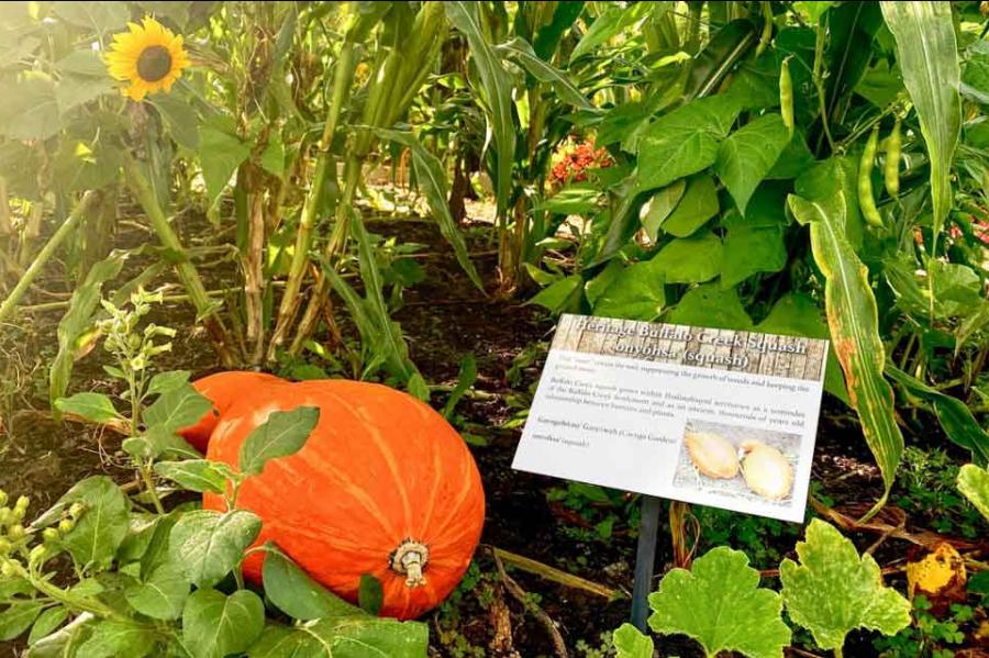 pumpkin in a field