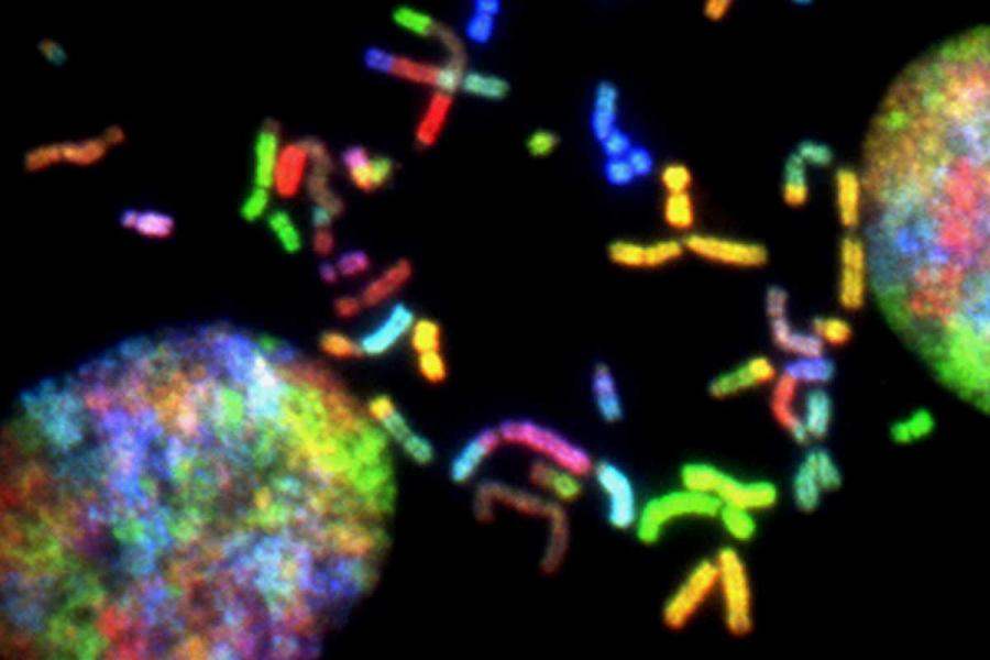 Colored oblong cells against a black background