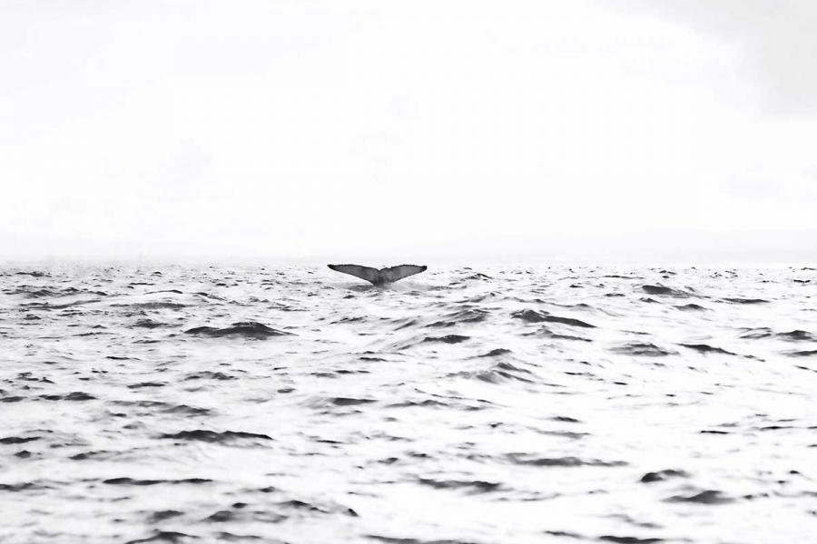 A whale's tail rising out of open water 