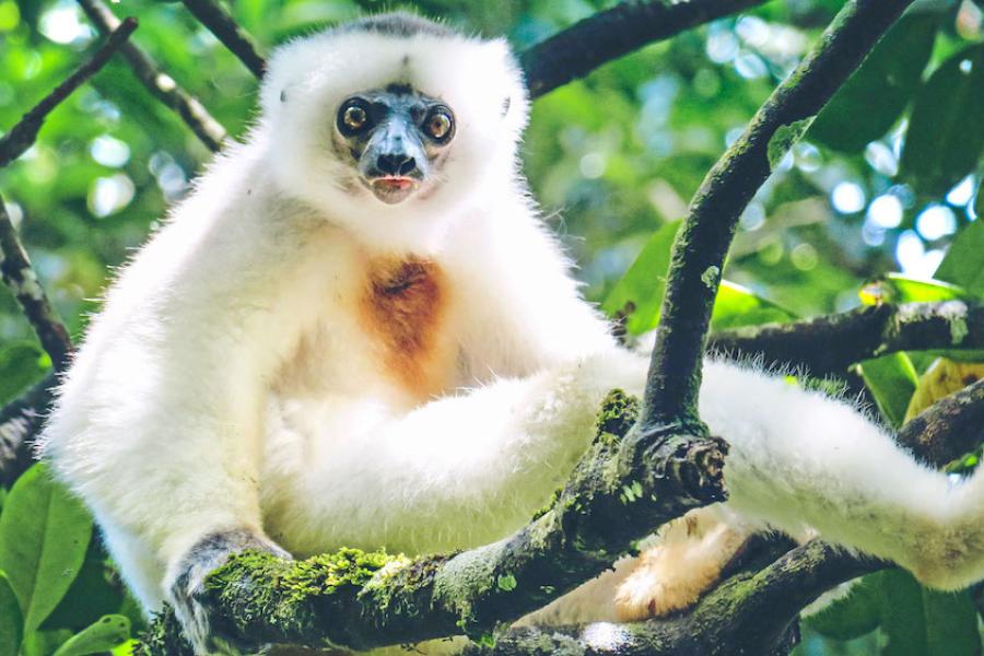 Animal with white fur – a lemur