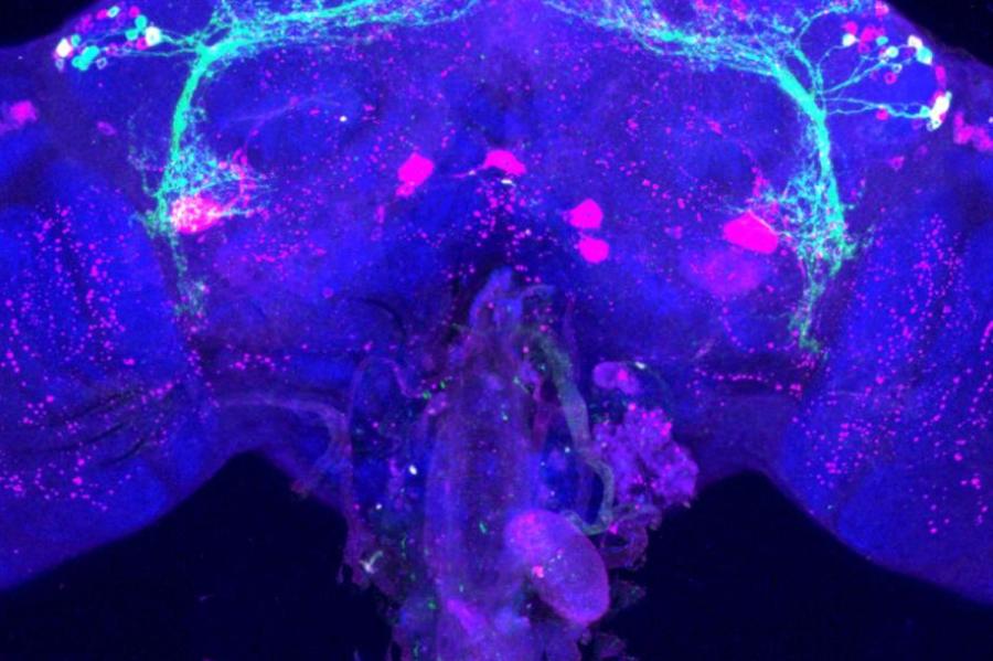 Light blue and pink networks glow on a dark blue background