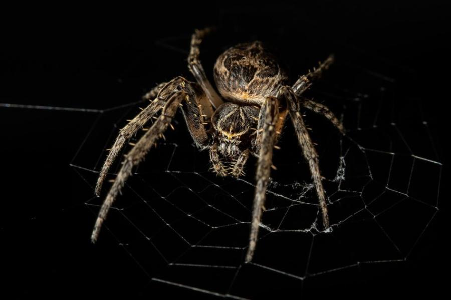 Spider, seen close-up, against dark background