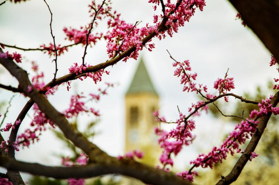 Pink buds on a tree branch; a bell tower in the background