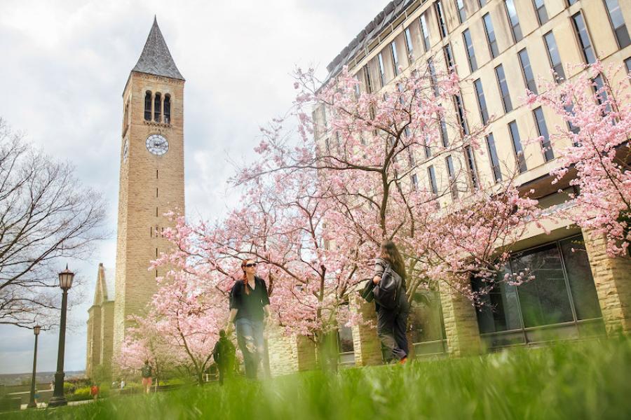trees with pink blossoms in front of a clock tower and a library building