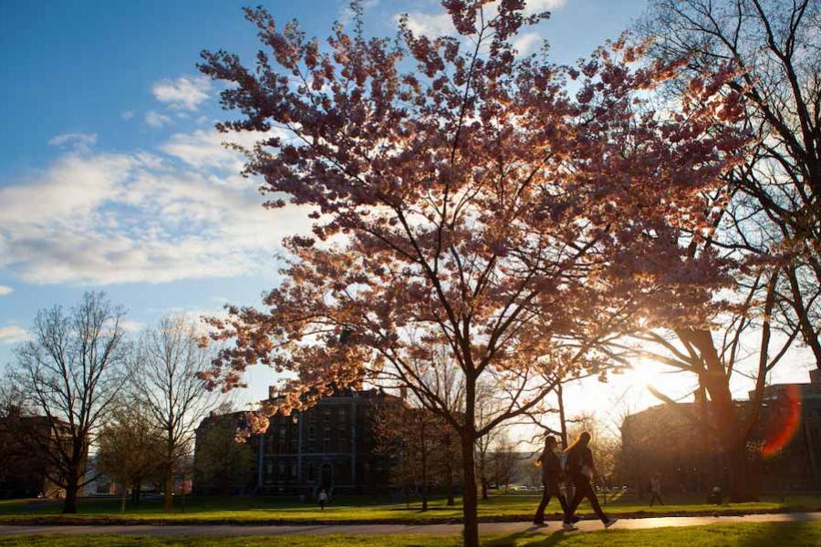 People walk past a blossoming tree