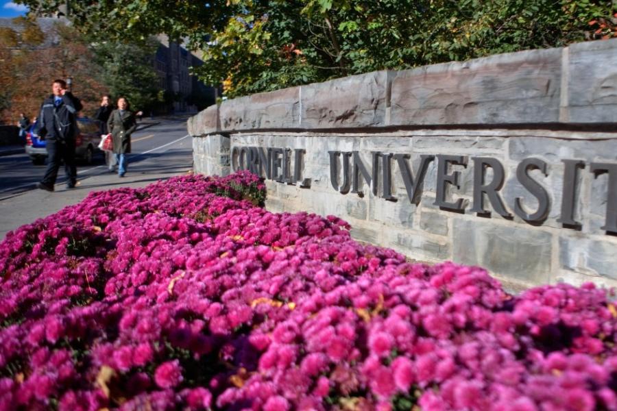 Bright pink flowers in front of a decorative stone wall