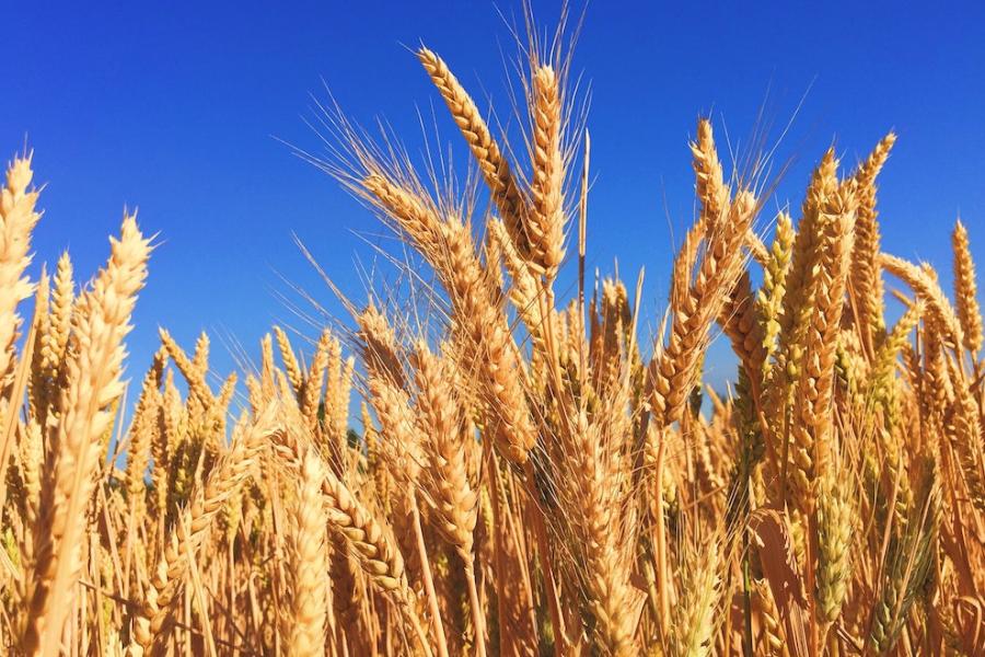 Wheat field under a clear sky