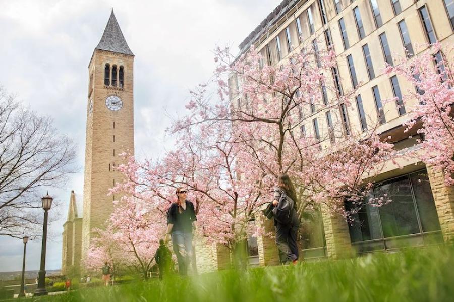 Campus buildings and pink blossoms on trees