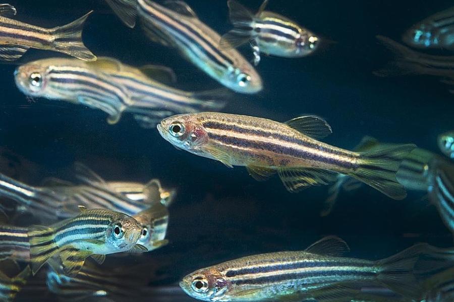 Several small, striped fish against a dark background
