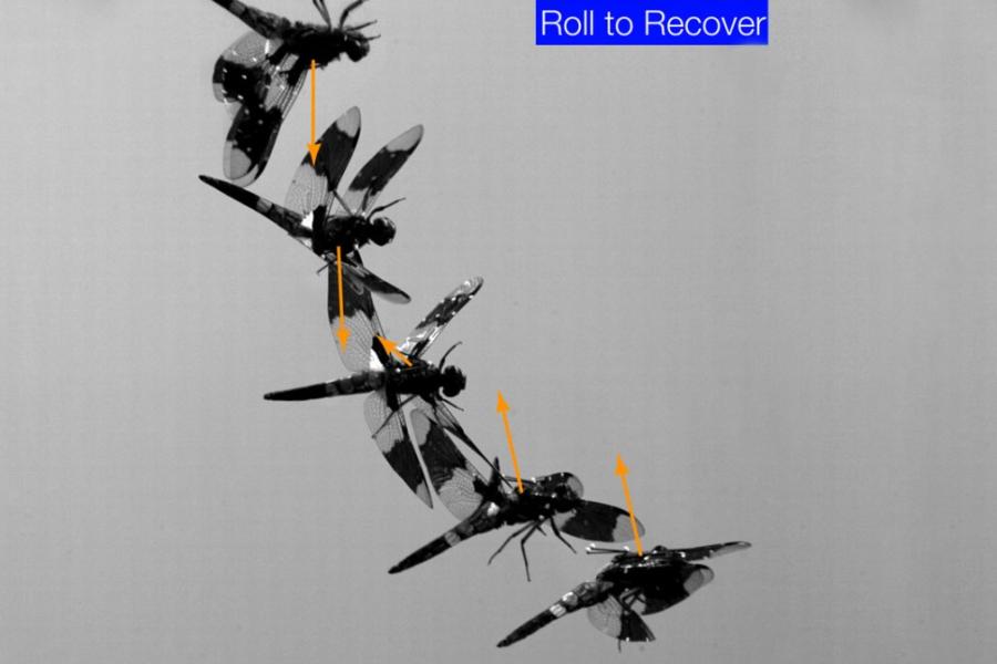Stop motion images of a dragonfly turning over in flight