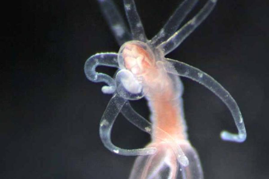 transparent sea creature with six tentacles