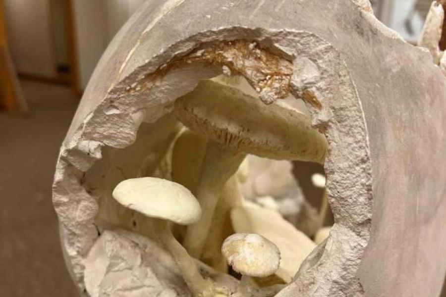 Installation by artist Rhonda Weppler, featuring cast resin fungi and Cornell’s cast of the Apollo Sauroktonos.