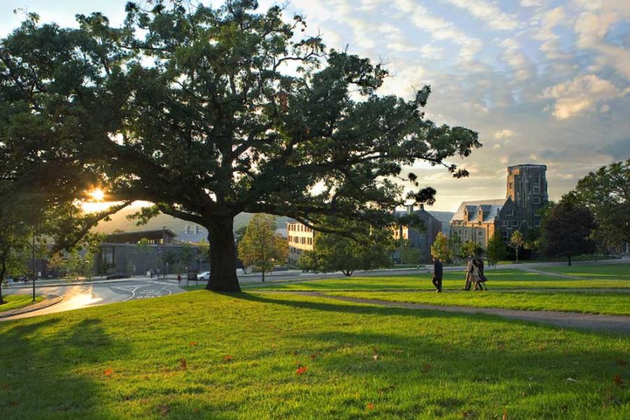 a low evening sun peeks through the branches of a giant tree, sending shadows across a lush lawn. three people stroll down a hill. 