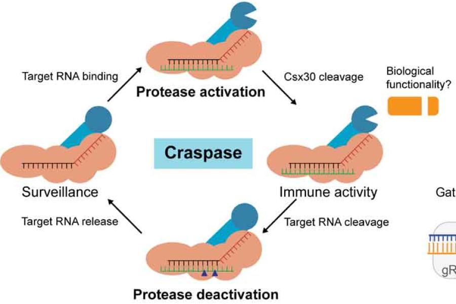 diagram of the Craspase process