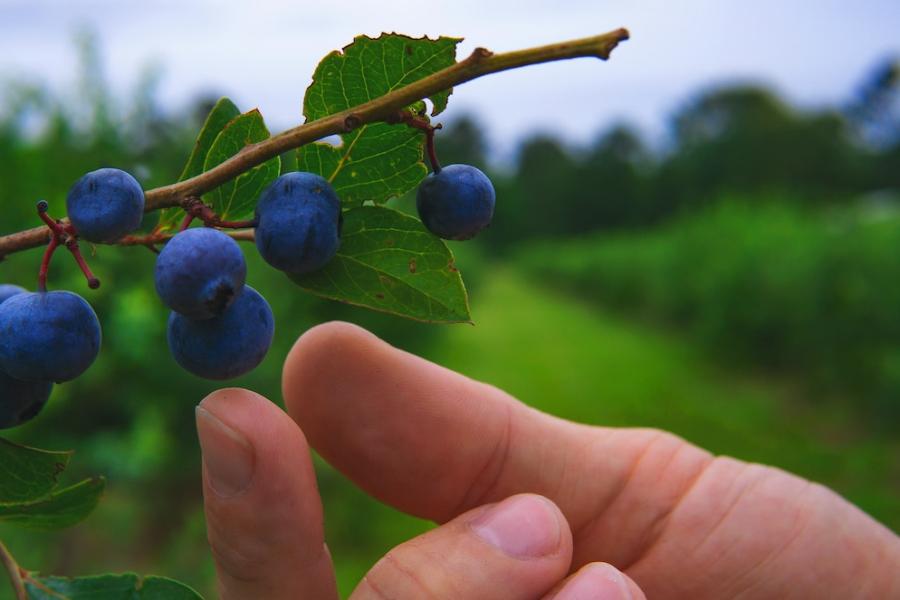 Hand reaching for blueberries