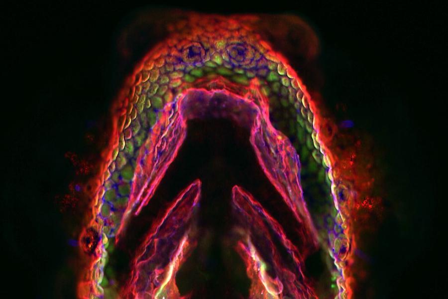 Magnified image shows an arrow-shaped embryo, glowing red, yellow and purple at the edges, appearing to give off red smoke
