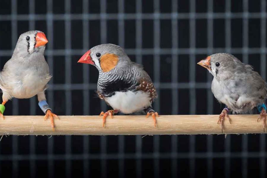 zebra finches