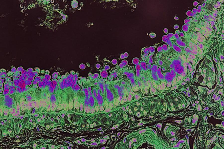 Horizontally-oriented abstract shapes in purple, green and black