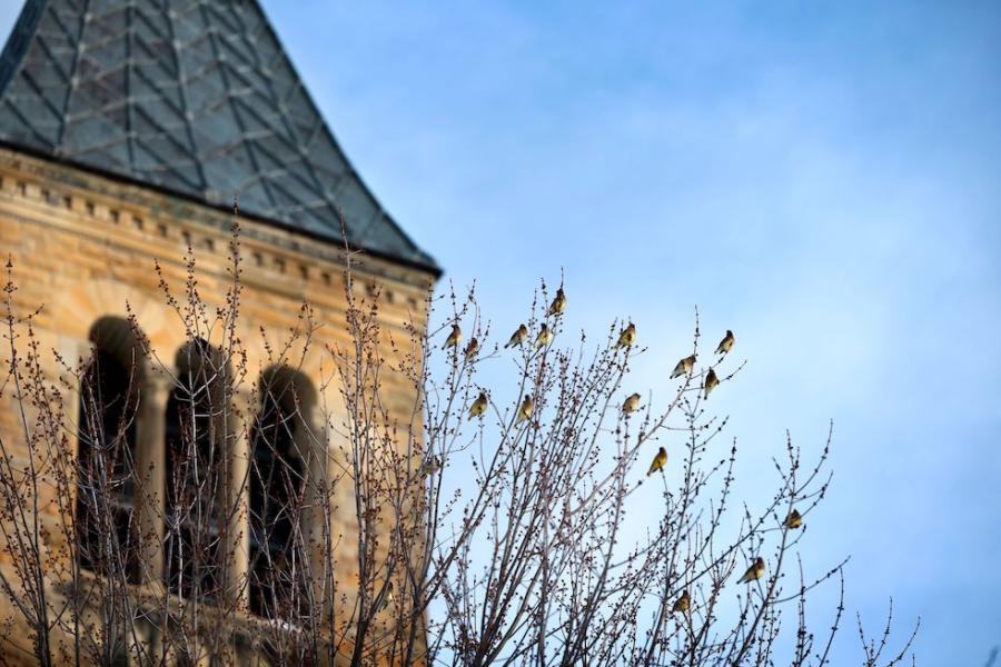 Stone tower with a tree in front of it; a flock of birds perched in the branches