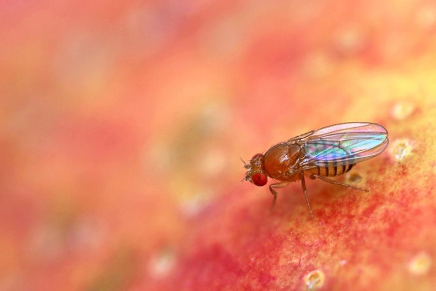 Fruit fly against an orange surface