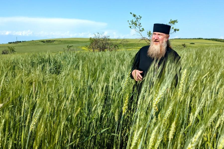 Person wearing clerical robes and hat stands in a field of green grain stalks