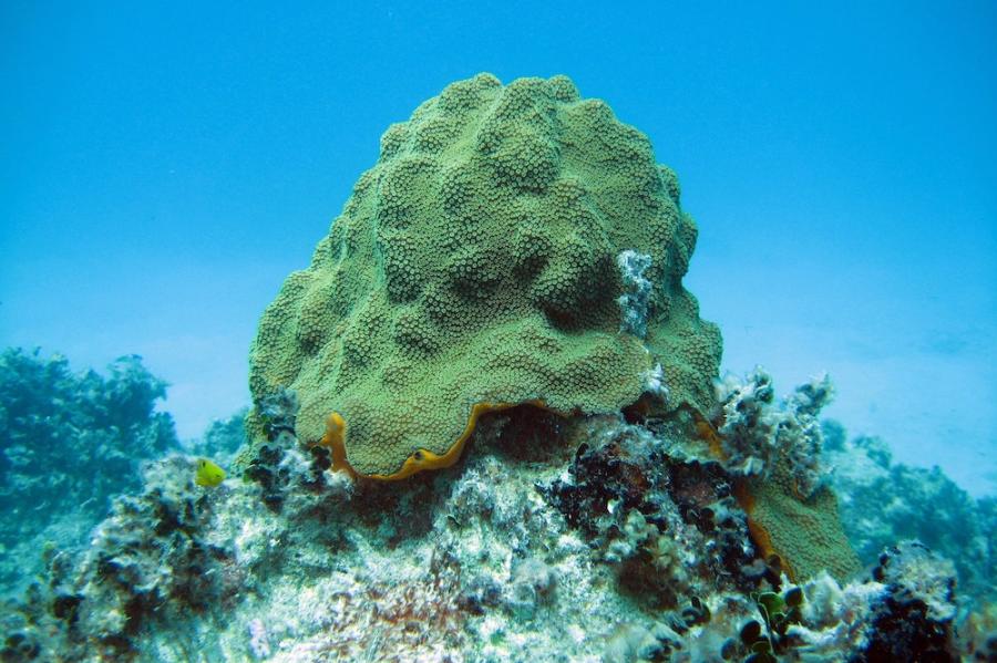 green sea sponge underwater
