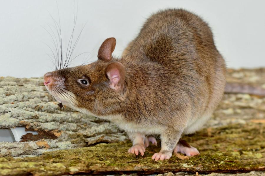 Large brown rodent, sniffing the air