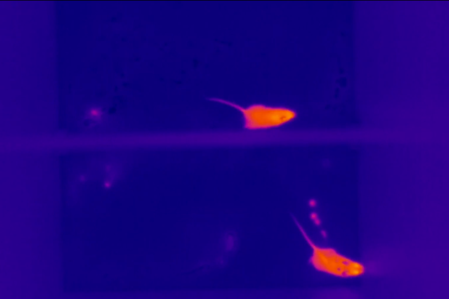 Dark blue background with two orange mice (a thermal image)