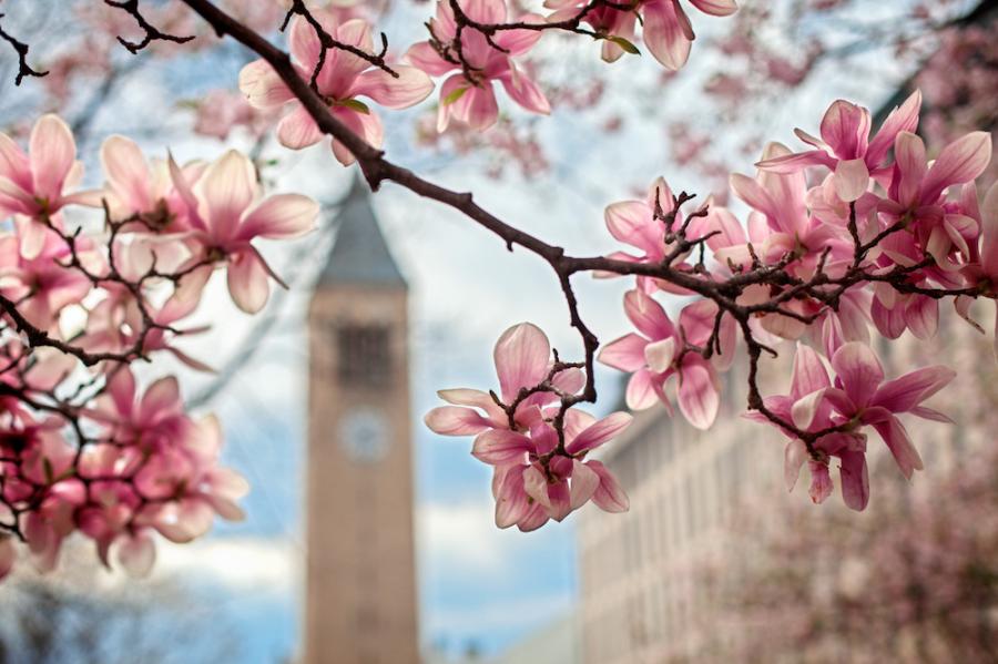 pink spring flowers with a bell tower in the background