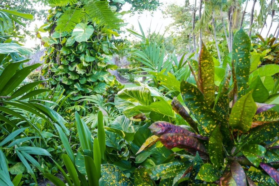 Colorful tropical garden in the Caribbean