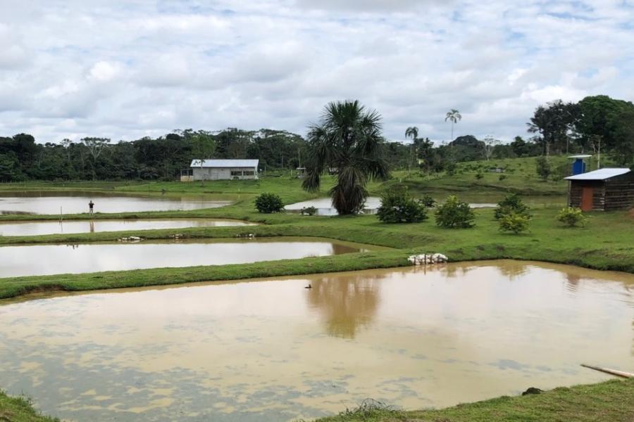 Three ponds reflect trees and sky