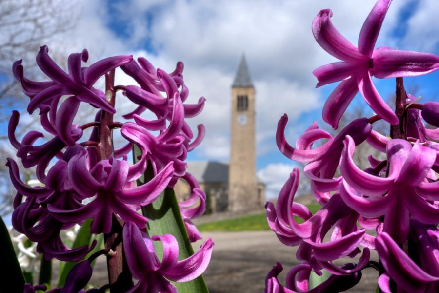 Purple flower blossoms with Cornell's McGraw Tower in the background