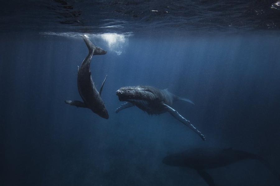 Two whales swim in a dark blue underwater scene