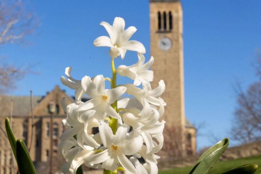 Sprig of white flowers in foreground, stone tower in background