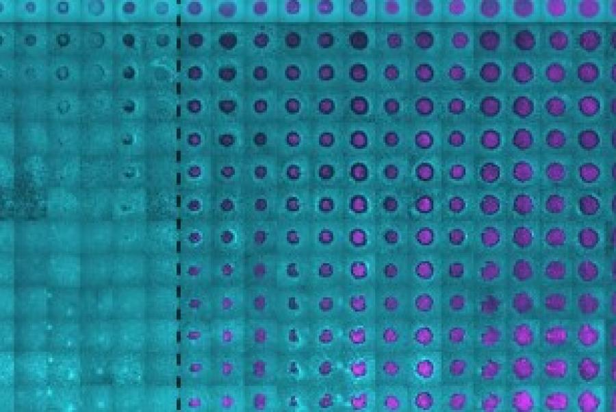 purple dots in a grid against a turquoise background