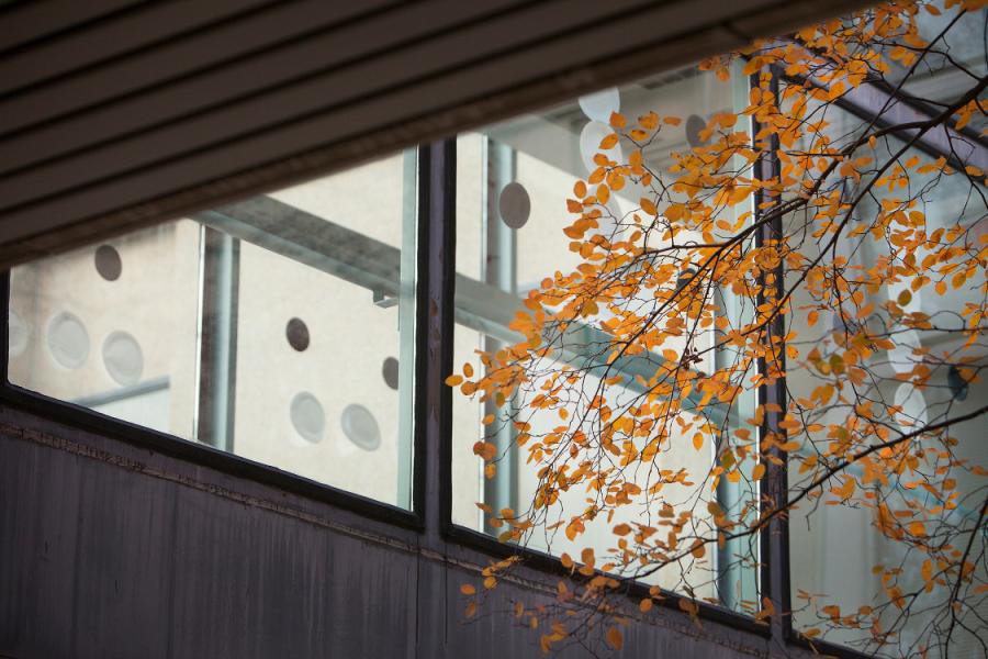 Tree branches bearing yellow leaves in front of an illuminated window