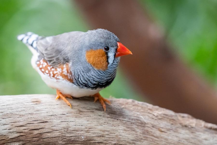 A small, colorful bird on a thick branch