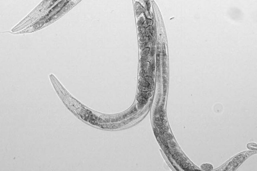 A worm-shaped creature with long dark shapes inside and some round egg looking things at one end.