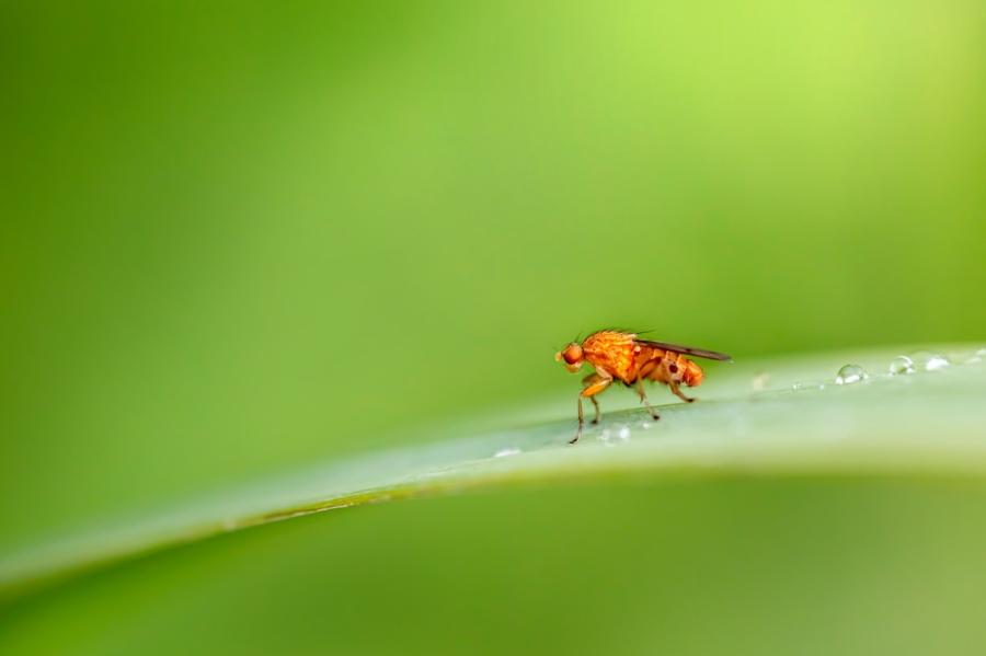 Orange fruit fly on a green backgroun