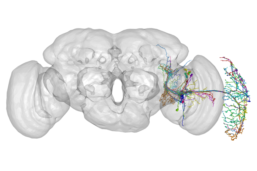 scientific image showing a broad gray area with webs of colors at the far right end 