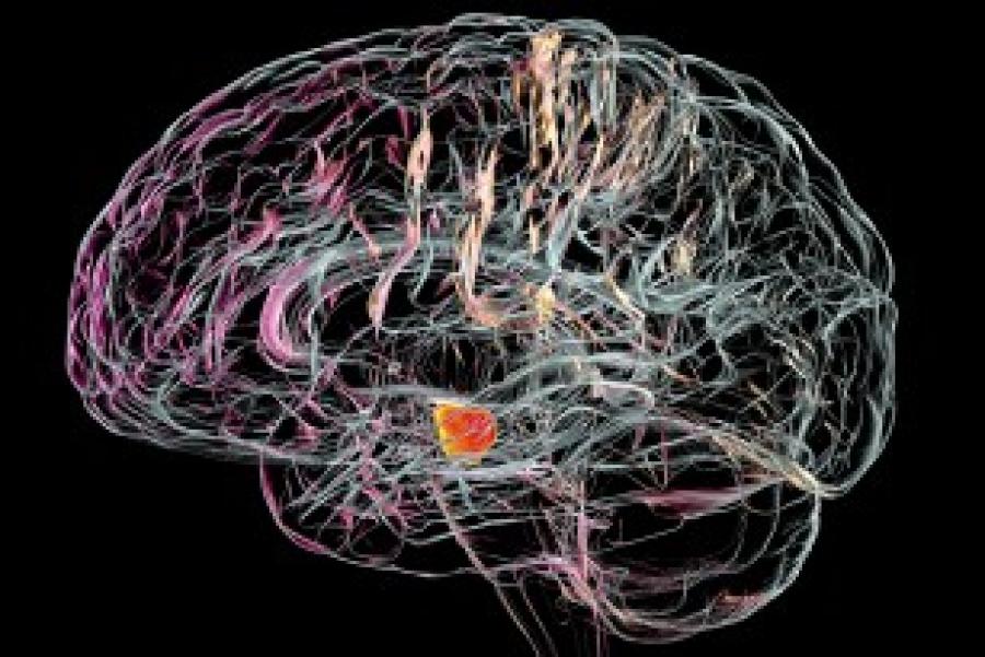 Outline of a brain in colorful lines against a black background