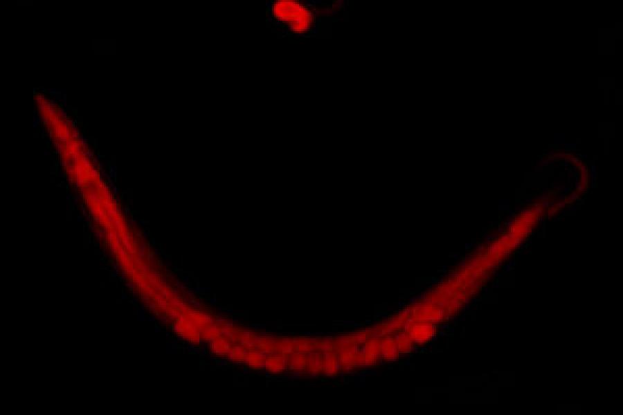 An x-ray image of a worm, curved up like a smile, all red.
