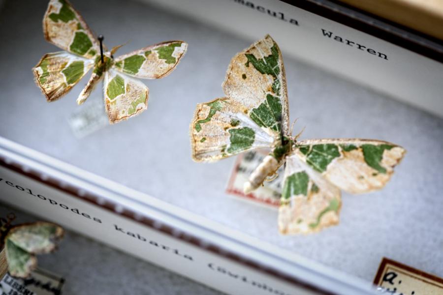 Butterfly specimens in the Cornell entomology collection