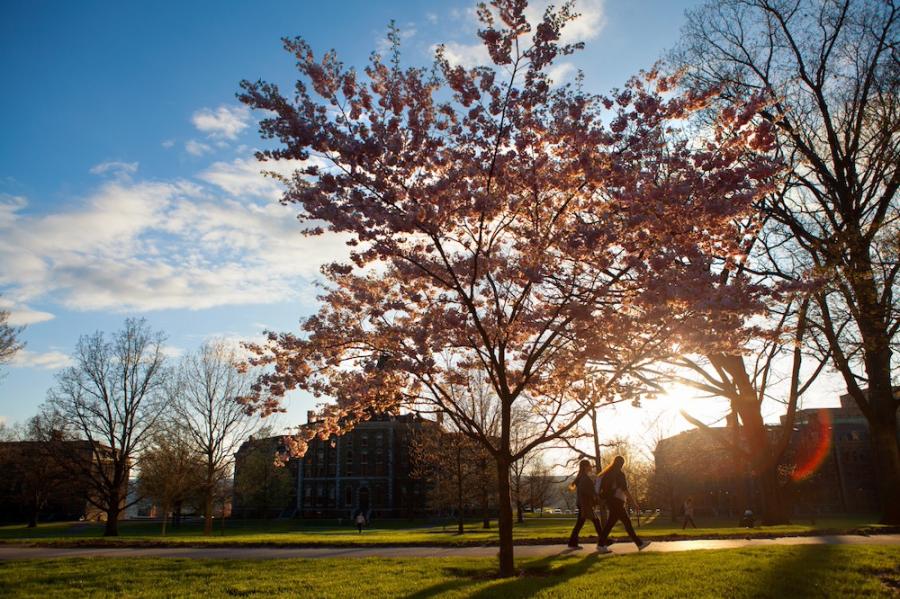 Tree in bloom at sunrise