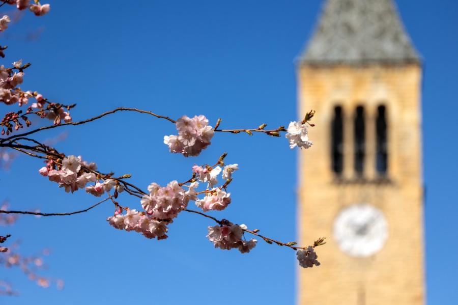 pink blossoms on branches in the foreground; McGraw Tower in the background with a clear blue sky