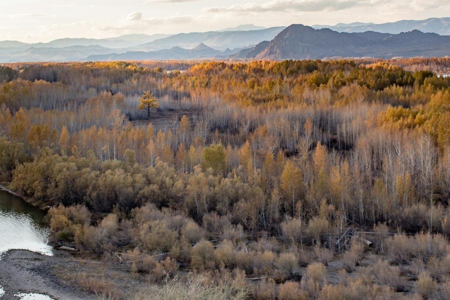 Rusty-colored trees extend for a long way toward mountains