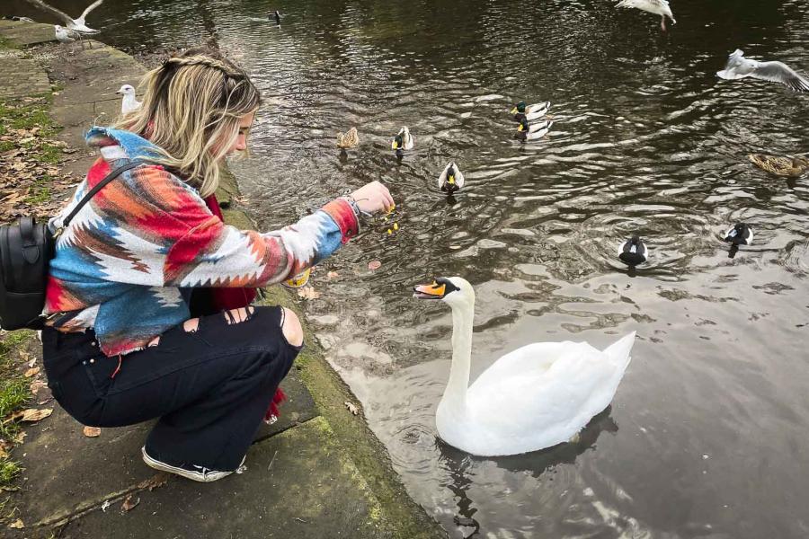 person feeding a swan