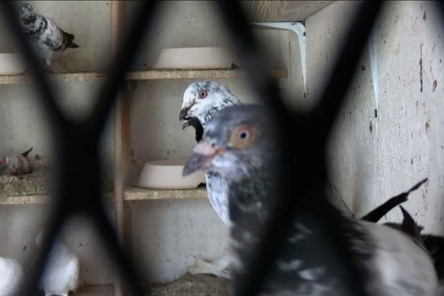 pigeons in a cage