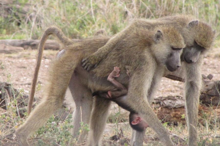 Three baboons in the wild; one is a baby clinging to an adult