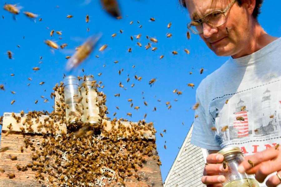 A wooden box covered with bees, with more in the air; Thomas Seeley in a t-shirt and glasses, holding a jar, is watching them.